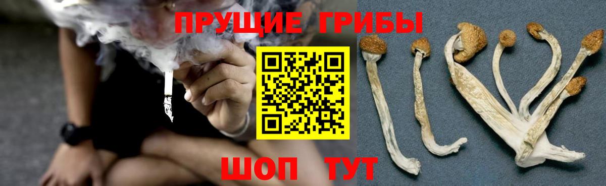 Кызыл  Псилоцибиновые грибы GOLDEN TEACHER  магазин    Вход с VPN  Галлюциногенные грибы Psilocybine cubensis 